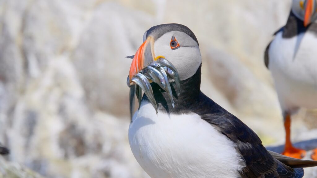 birds-3516926_1920