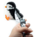 PACK | LOÐVINIR Animal + Lanyard – Your Icelandic Friend to Carry Everywhere