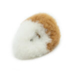 GUINEA PIG - Warmpaca