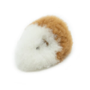 GUINEA PIG - Warmpaca