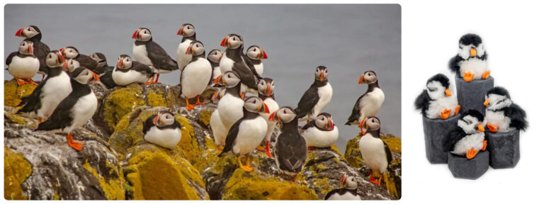 Group of real Atlantic puffins standing on grassy cliffs in Iceland